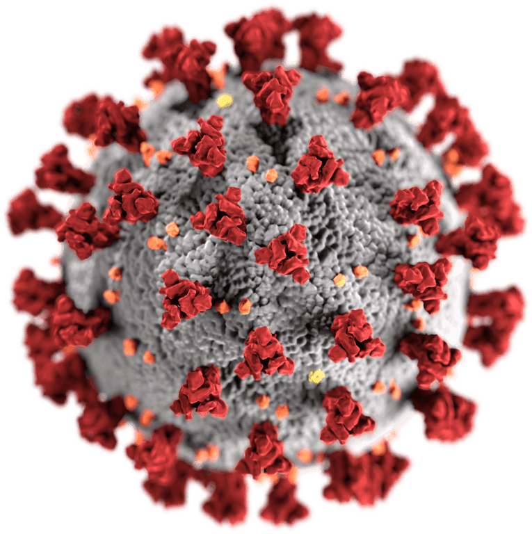 corona virus
